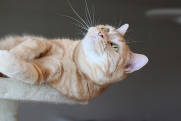 身を乗り出して上を見る猫アメリカンショートヘアレッドタビー
American shorthair cat leaning forward and looking up.