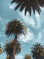 Fototapeta na wymiar tall palm trees with blue cloudy sky