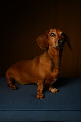 dachshund puppy portrait