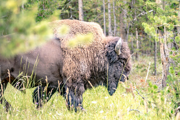bison walking in yellowstone national park