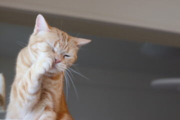 顔をあらう猫のアメリカンショートヘアレッドタビー
American shorthair for cats who care for their face with their right hand.