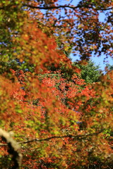 11月広島宮島、紅葉ピント遊び。