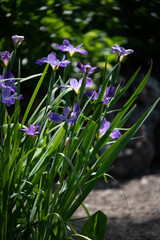 flowers in the garden