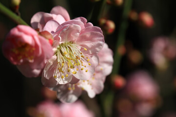 Close up shot of plum blossom