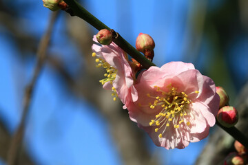 Close up shot of plum blossom
