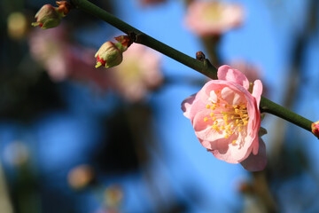 Close up shot of plum blossom