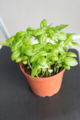 Green basil herb growing in pot at balcony. Growing herbs at home concept