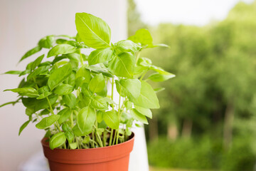Green basil herb growing in pot at balcony. Growing herbs at home concept