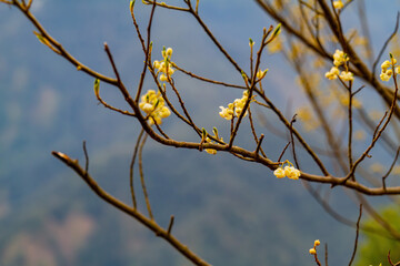 Close up shot of a Chimonanthus praecox blossom