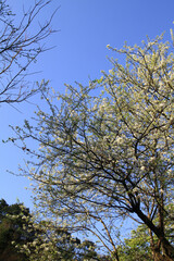 Sunny exterior view of the pear flower blossom