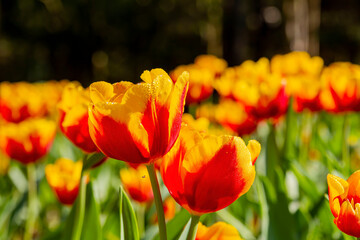 Close up shot of many tulip blossom