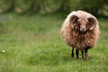 Schafe in der wiese mit wolle 