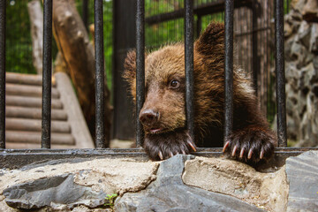 Sad bear cub in animal cage. Wild bear stuck nose through animal cage bars, wants to bee free....