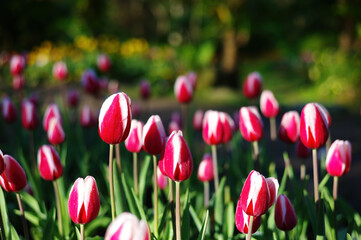Close up shot of many tulip blossom
