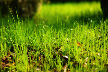 Close up shot of many grass on ground