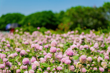 Close up shot of many Globe amaranth blossom