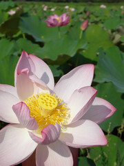 Close up shot of lotus blossom