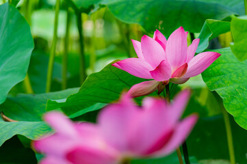 Close up shot of lotus blossom