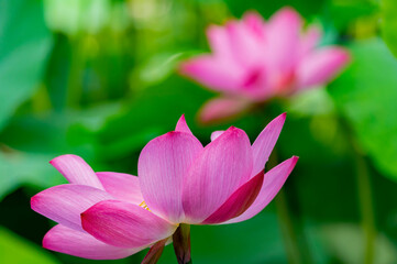 Close up shot of lotus blossom