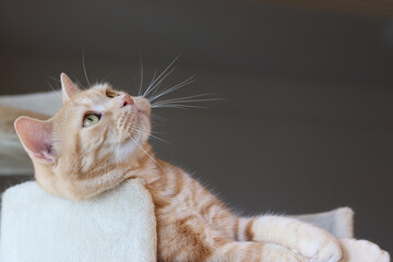 リラックスした表情で寝転んで上を見る猫アメリカンショートヘアレッドタビー
Cat American Shorthair lying down with a relaxed look and looking up.