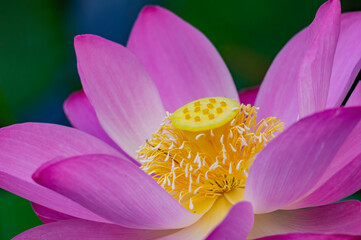 Close up shot of lotus blossom