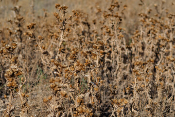 Dry thistle bushes, background.