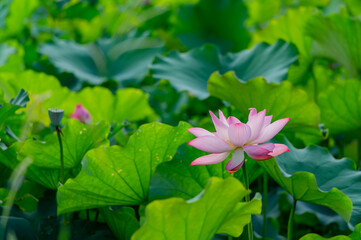 Close up shot of lotus blossom