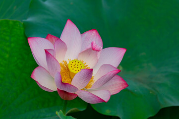Close up shot of lotus blossom