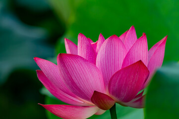 Close up shot of lotus blossom