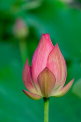 Close up shot of lotus blossom