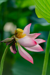 Close up shot of lotus blossom