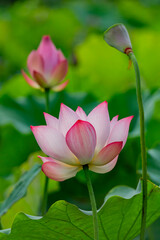 Close up shot of lotus blossom