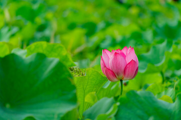 Close up shot of lotus blossom