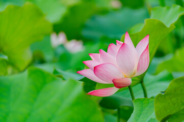 Obraz premium Close up shot of lotus blossom