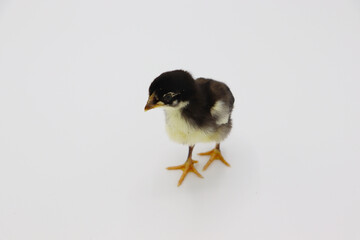 Beautiful black little chick isolated on the white