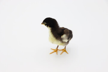 Beautiful black little chick isolated on the white