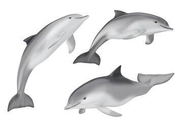 Obraz na płótnie Canvas Tursiops Truncatus Ocean or Sea Bottlenose Dolphin. 3d Rendering