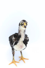 Beautiful black little chick isolated on the white
