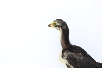 Beautiful black little chick isolated on the white