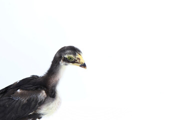 Beautiful black little chick isolated on the white