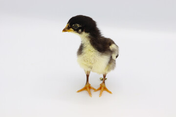 Beautiful black little chick isolated on the white