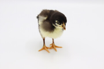 Beautiful black little chick isolated on the white