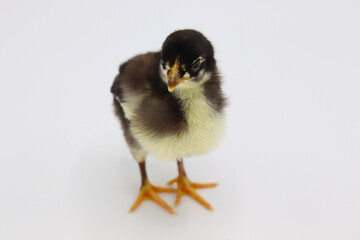 Beautiful black little chick isolated on the white
