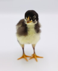 Beautiful black little chick isolated on the white