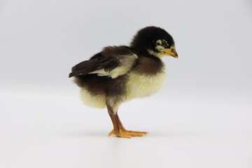 Beautiful black little chick isolated on the white