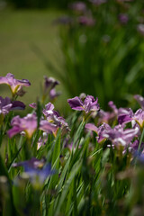 Iris flower