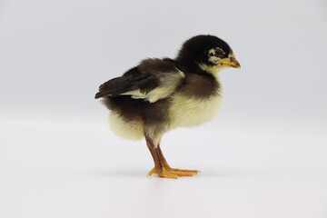 Beautiful black little chick isolated on the white