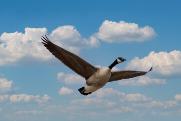 goose flying in the sky