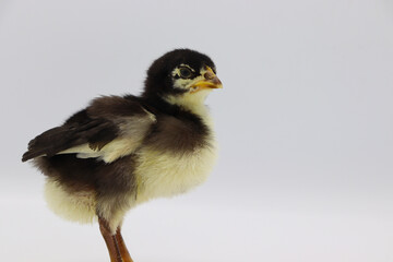 Beautiful black little chick isolated on the white