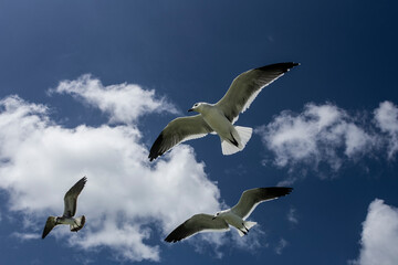 seagull in flight